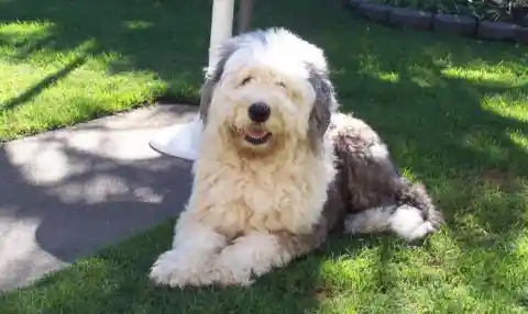 29. Old English Sheepdog