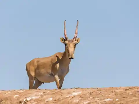 Saiga Antelope