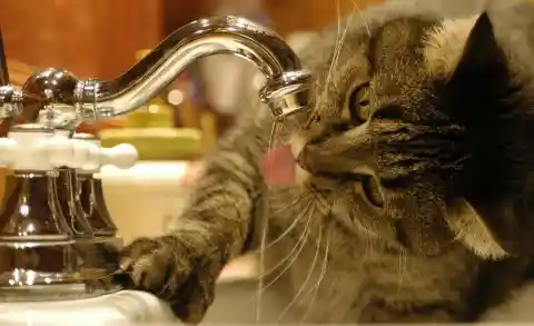 Sipping From The Faucet
