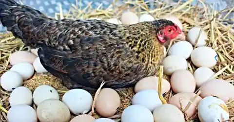 Farmer Thinks Hen Laid Eggs, Comes Closer And Sees What She's Protecting 