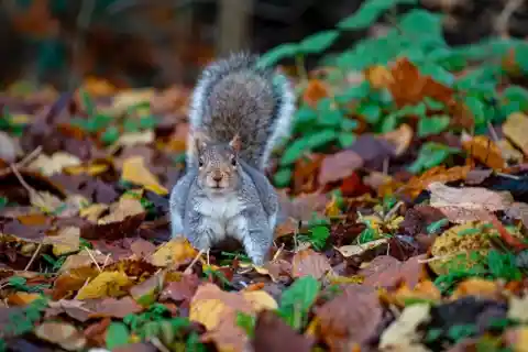 One Special Squirrel