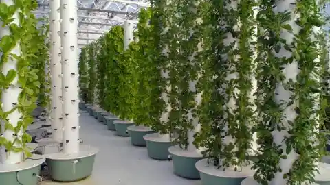 Is Vertical Agriculture The Way Of The Future?