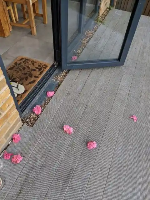Woman Keeps Finding Pink Flowers On Her Porch, Until One Day She Realizes Why