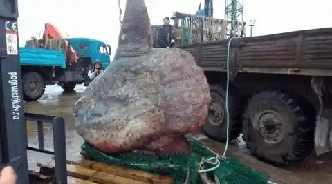 Russian Fishermen Discover New Giant Fish Species That Will Haunt Your Nightmares