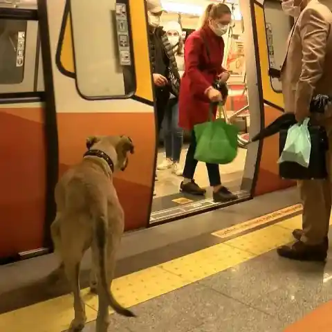 Traveling Dog