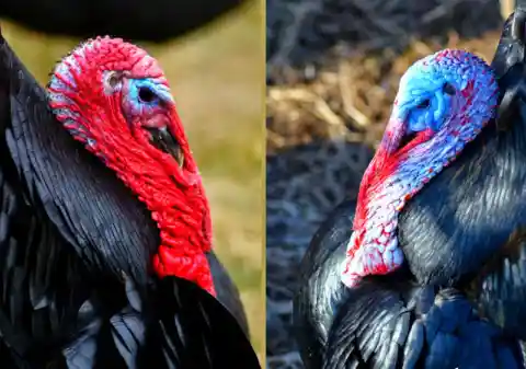 14. Turkeys Have Amazing Eye Sight