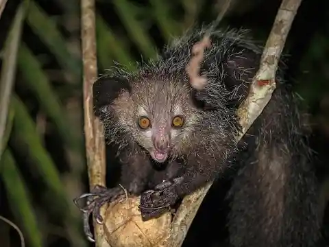 Aye-aye