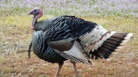 6. The Biggest Turkey Ever Weighed 86 Pounds