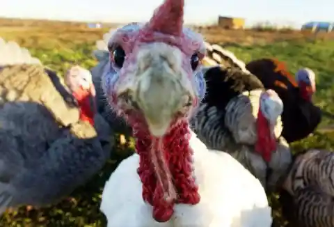 20. Turkeys Are Comparable To Dogs When It Comes To Cuddling
