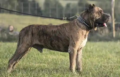 Your Dog Might Be One of The Most Dangerous Dog Breeds