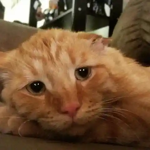 The World’s Saddest Cat Was Broken And Ready to Die, Then Something Incredible Happened