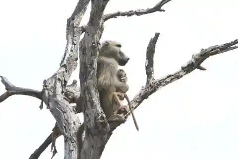 A Lioness Captures A Baby Baboon And Does The Most Unexpected Thing
