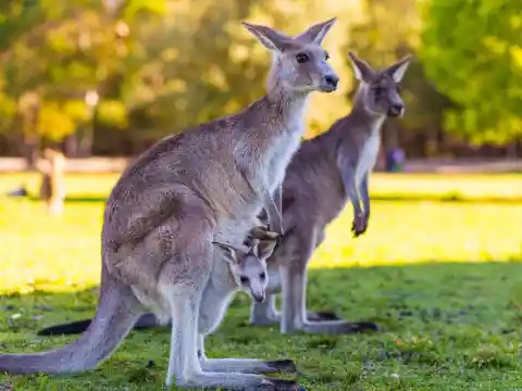 Kangaroo Confusion