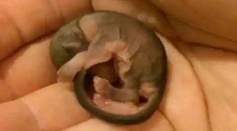 Man Rescues Weird Creature From The Streets But Regrets It After Seeing What It Grows Into