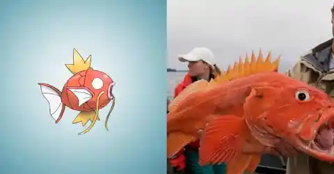 34 Pokemon That Actually Exist In Real Life