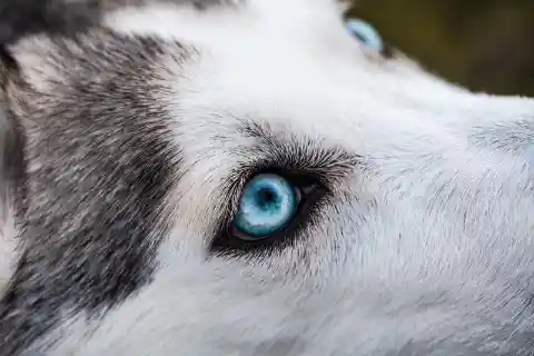 2 Years After A Woman’s Husky Went Missing, She Learned The Alarming Truth About His Disappearance