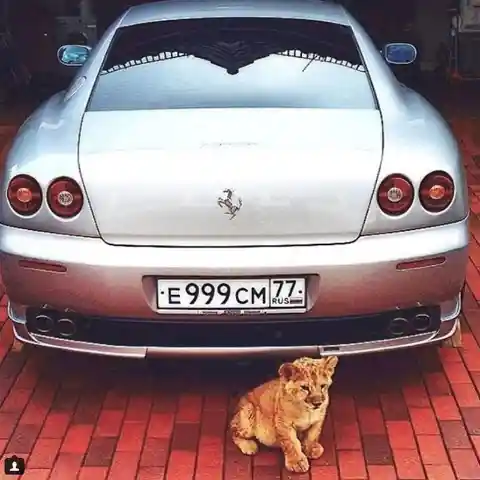 Of course, what's life without an exotic pet and luxury car?