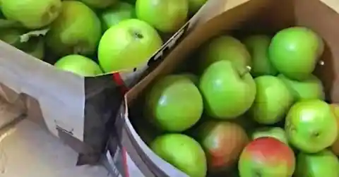 Apples For Free
