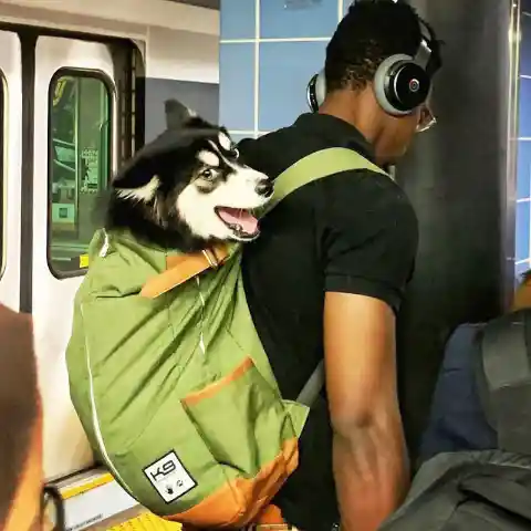 NYC Subway Banned Dogs Unless They Fit In A Bag. These Commuters Found the Most Creative Loopholes