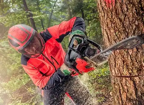 Shocking: Loggers Stunned After They Cut Down One Tree