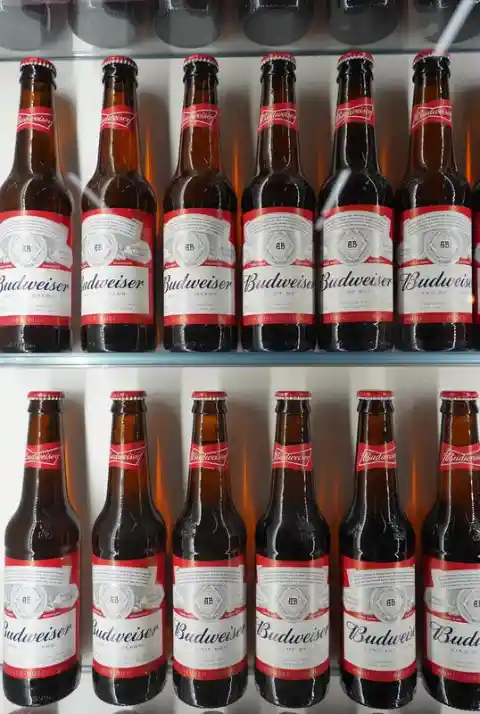 Budweiser Beer 