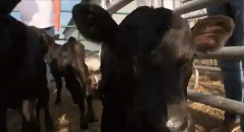 This Momma Cow Went Into Labor, Birth Was A One In 11 Million Event