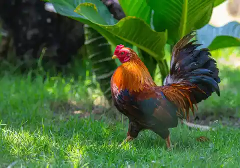 Rooster Fight