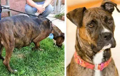 Dog’s Enormous Belly Keeps Growing, 2 Weeks Later Ultrasound Shocks Everybody