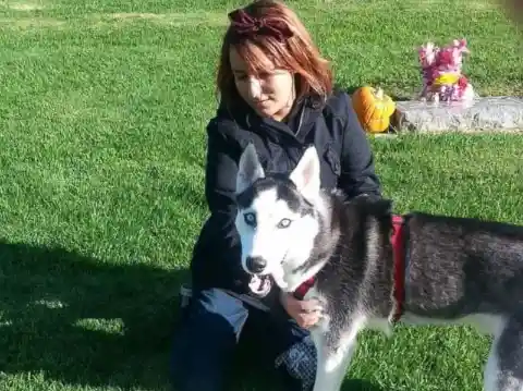 2 Years After A Woman’s Husky Went Missing, She Learned The Alarming Truth About His Disappearance
