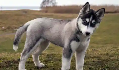 20. Siberian Husky