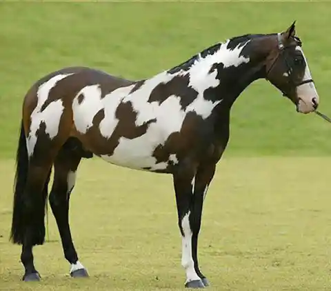 Horses With Unique And Beautiful Coats