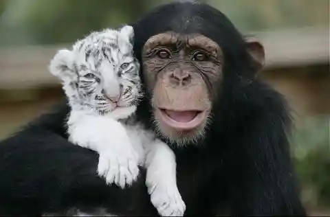  Friendship Between Species