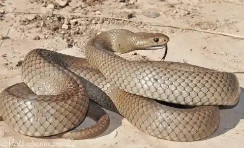 Eastern Brown Snake