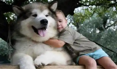 19. Alaskan Malamute