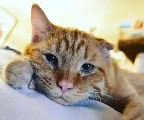 The World’s Saddest Cat Was Broken And Ready to Die, Then Something Incredible Happened