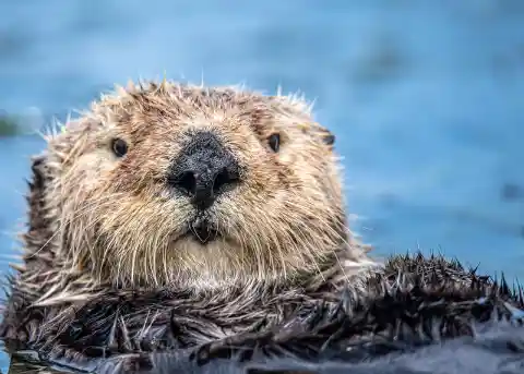 Man Thinks He Sees A Huge Beaver In The Creek, Pulls It Up And Realizes A Huge Mistake