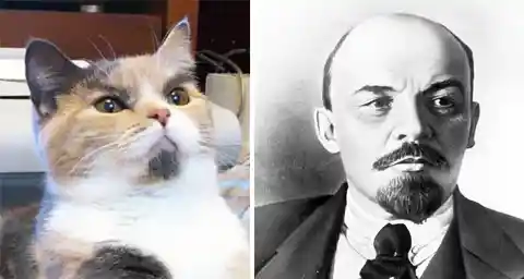 This Cat Looks Like Lenin