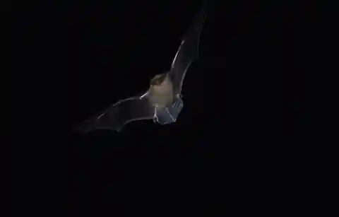 Brandt’s Bat