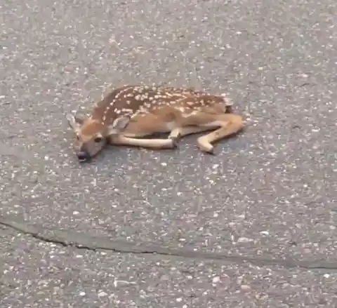 A Baby Deer