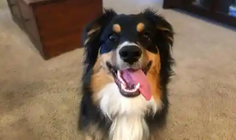 15. Australian Shepherd