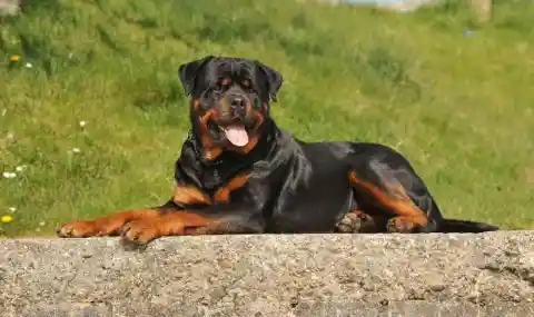 8.Rottweiler