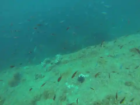 Underwater Find
