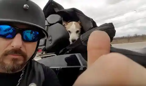 Biker Rescues Dog From Ex-Owner After Witnessing This