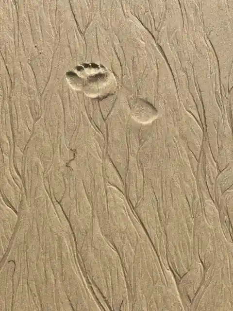 6. Unidentified Impossible Footprints