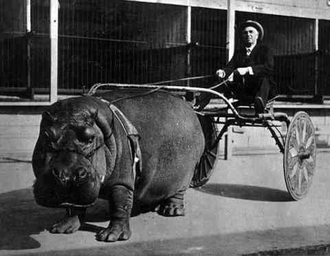 37. Man and his hippo-drawn carriage, 1924.