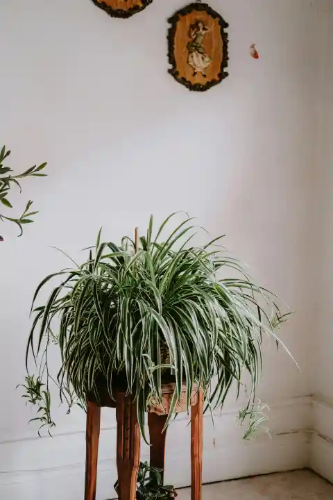 Spider Plant