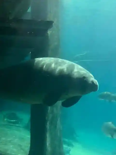 15. Manatee’s Playful Dive Distraction