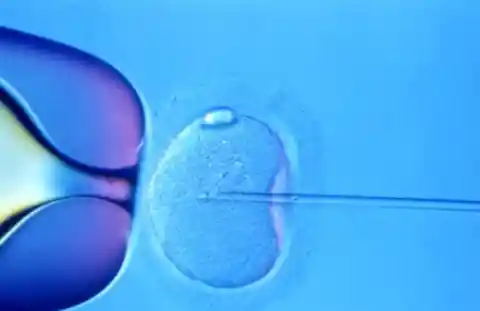 Donor Egg and Sperm