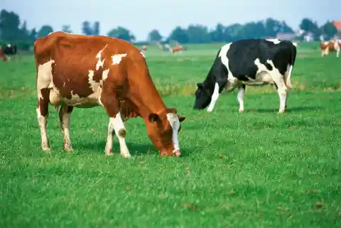 Cows will face directly north or south while eating, always.