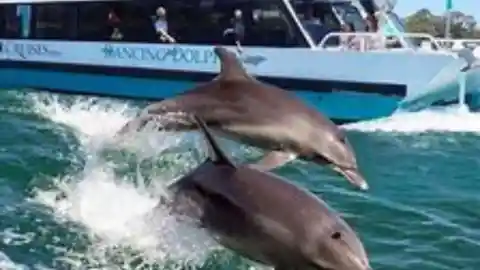 A Dolphin Cruise